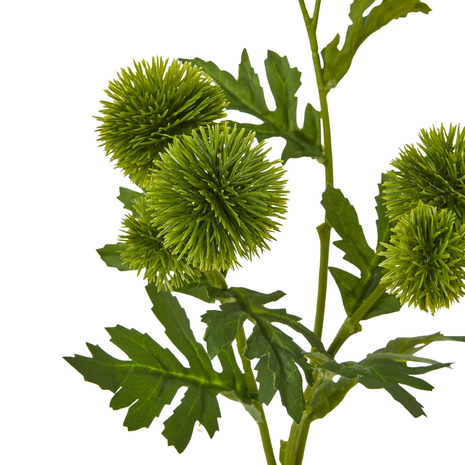 Green Pincushion Protea Spray