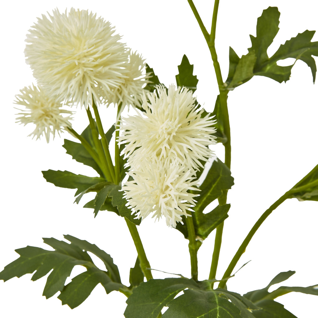 Dark Green Dianthus Stem