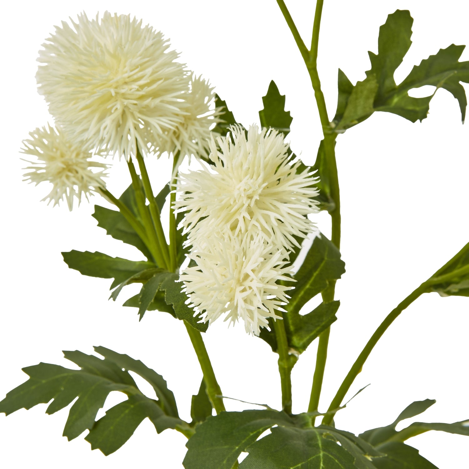 Dark Green Dianthus Stem