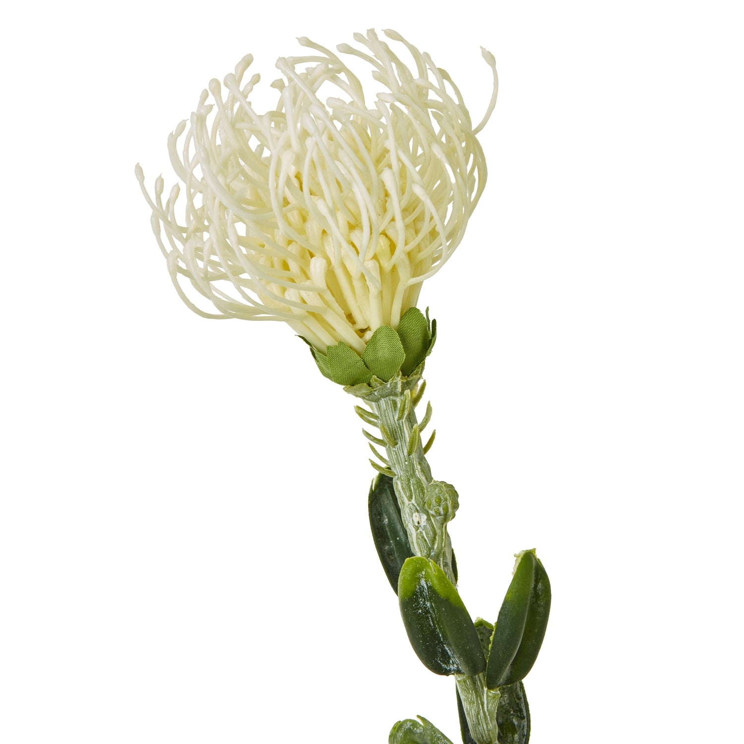 Light Green Dianthus Stem