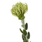 Large Green Banksia Serrata Stem
