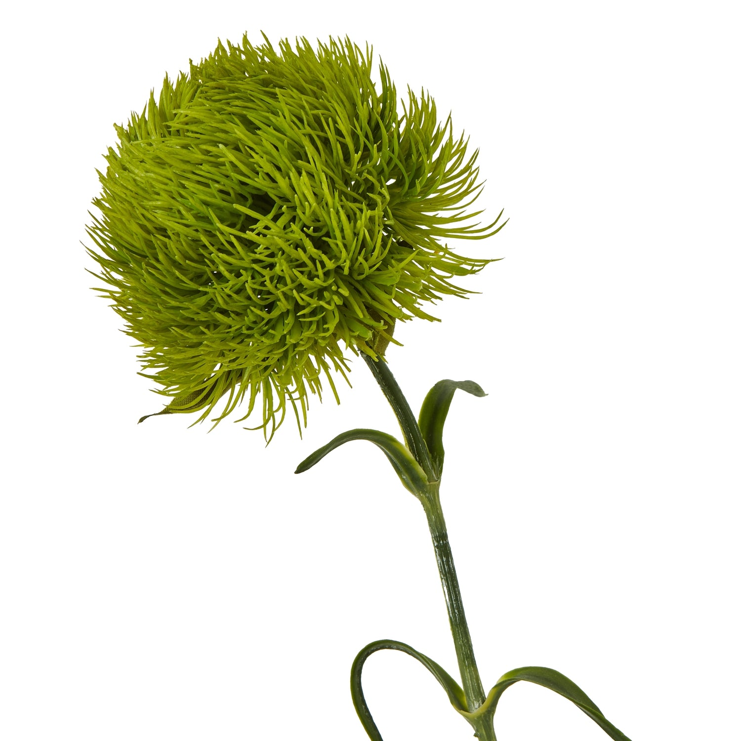 Green Protea Lorea Stem