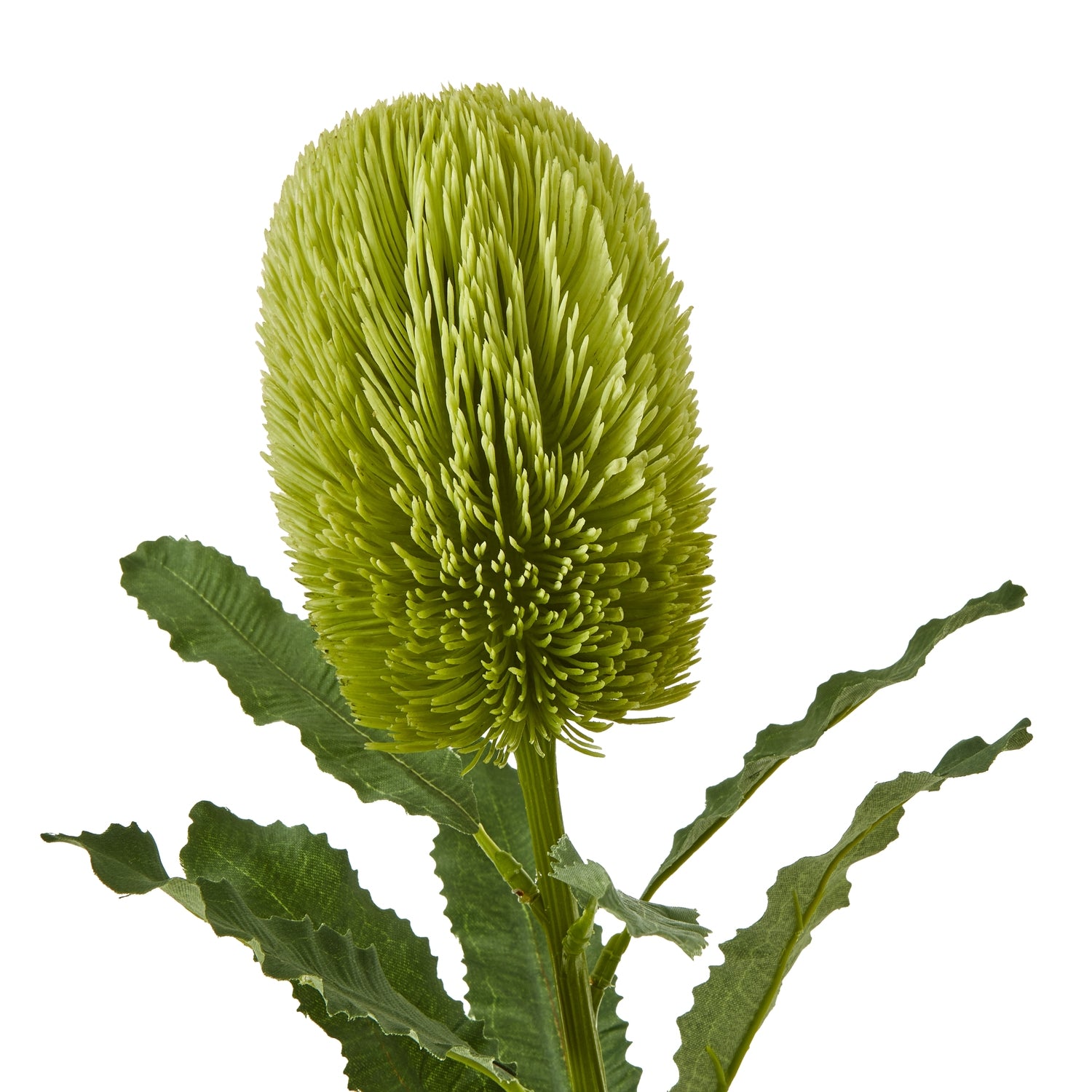 Cream Protea Lorea Stem