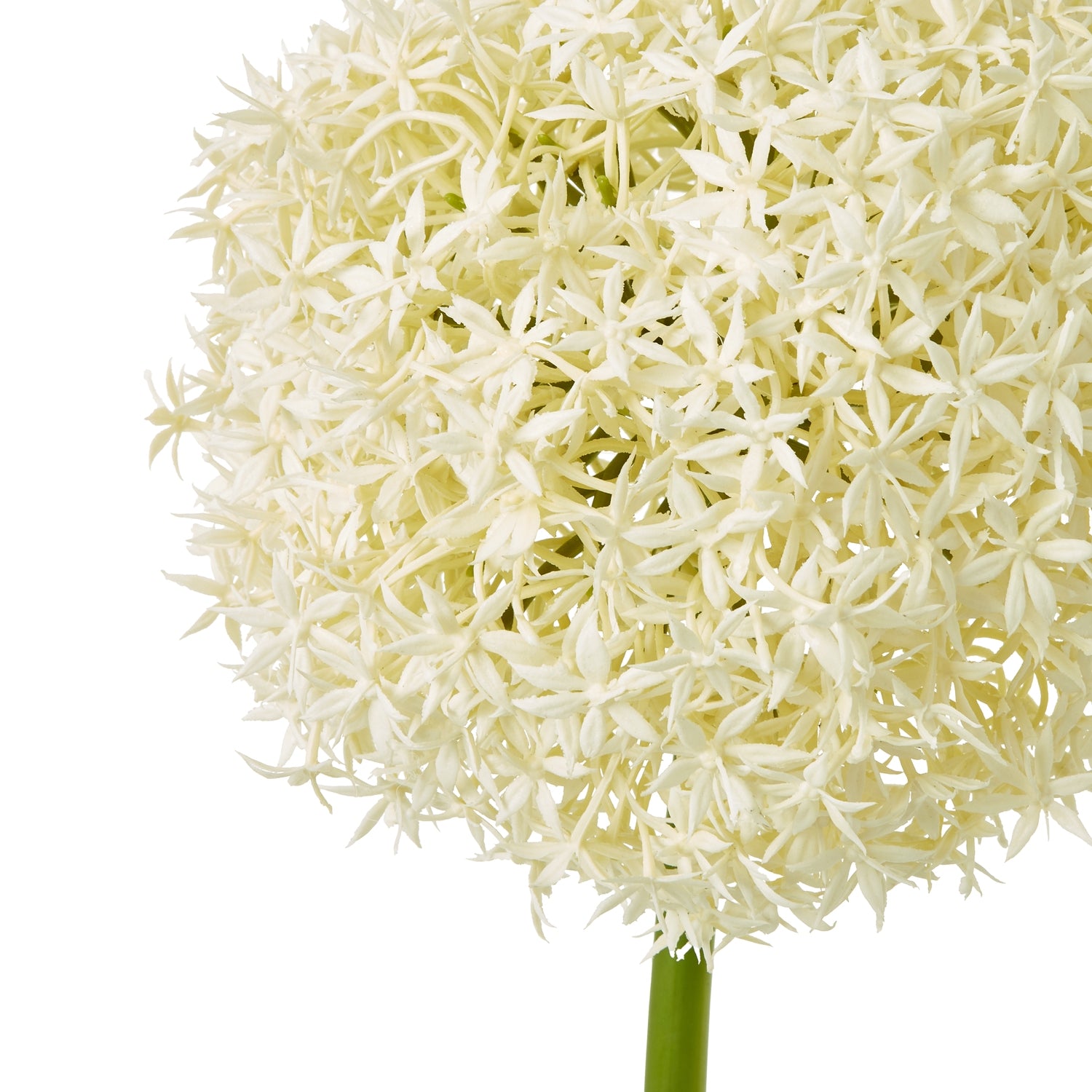 Cream Gypsophila Stem