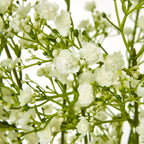Cream Allium Stem