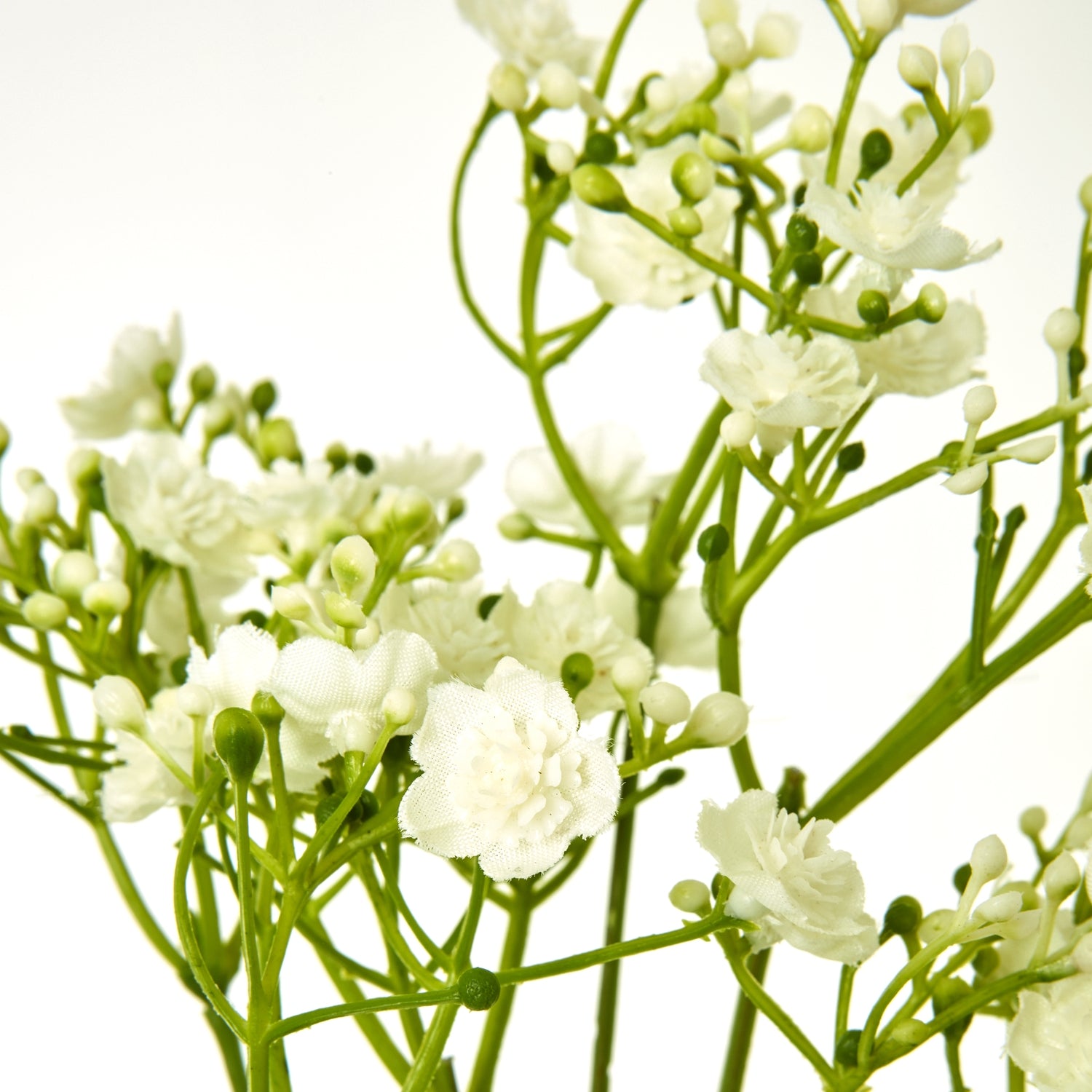 Green Allium Stem