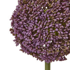 White Eremurus Stem
