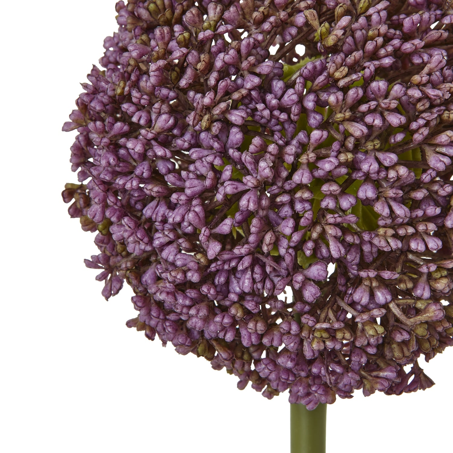 White Eremurus Stem