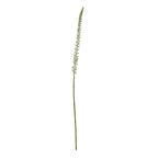 White Eremurus Stem