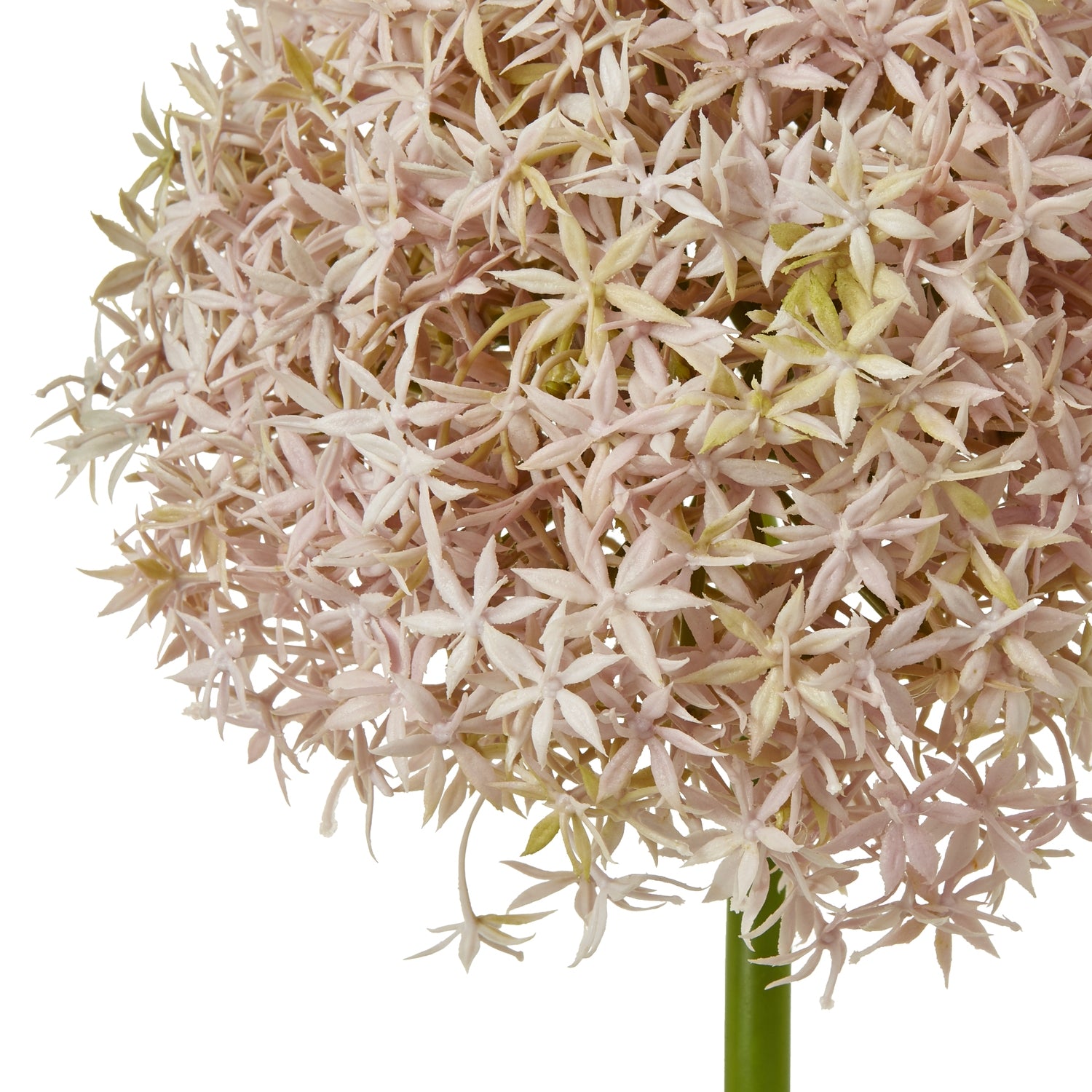 Lilac Medium Allium Stem