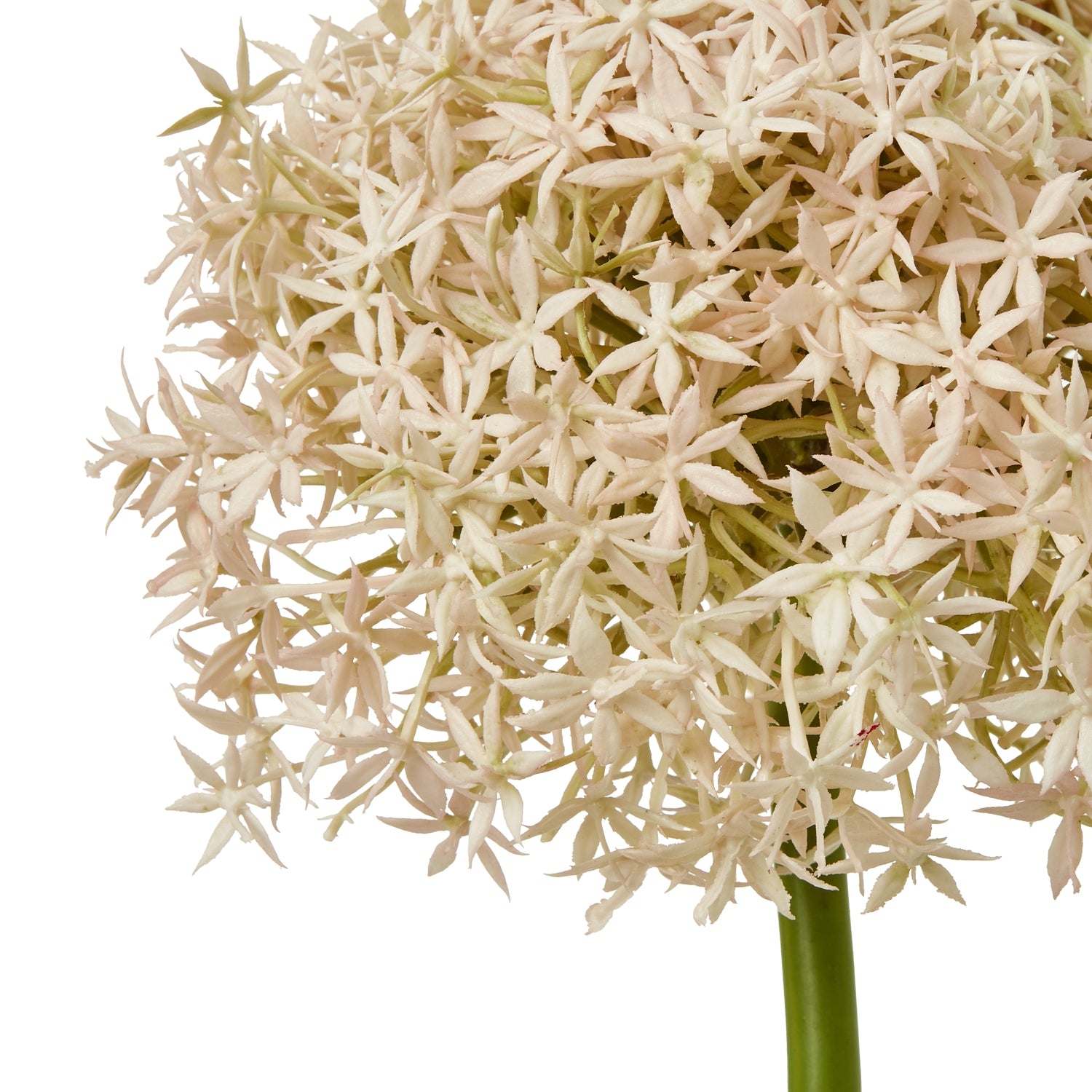 Pink Medium Allium Stem
