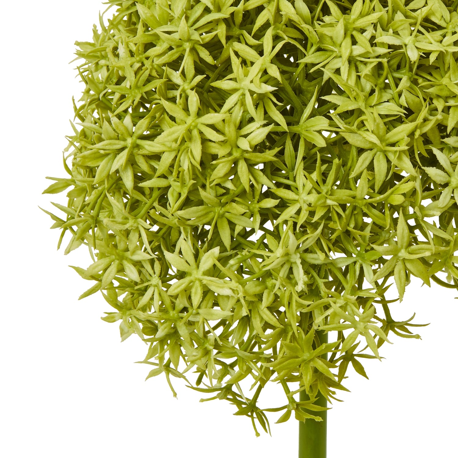 Green Medium Allium Stem