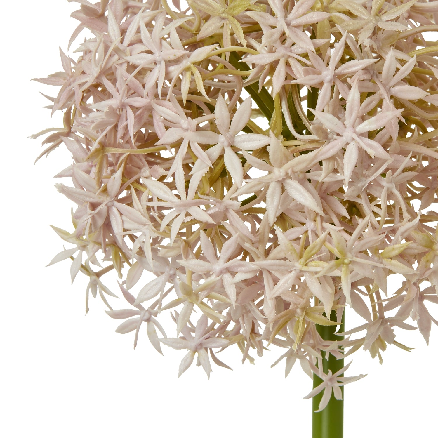 Cream Medium Allium Stem
