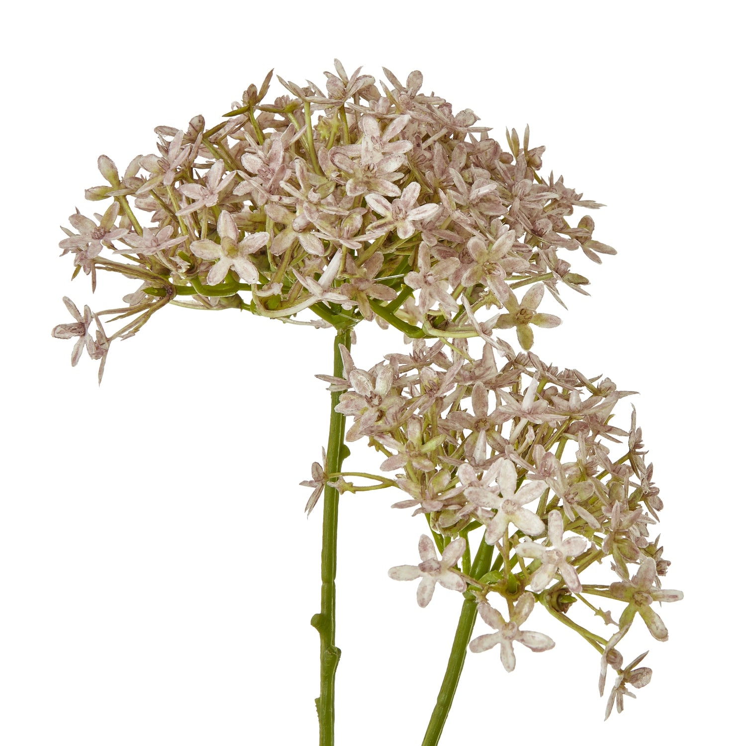 Pink Allium Stem