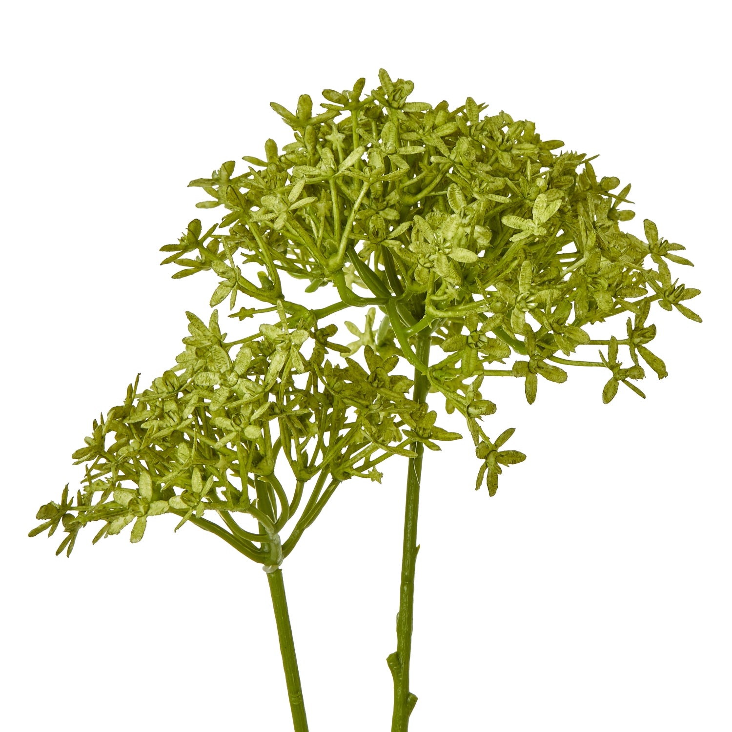 Cream Agapanthus Spray