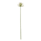 Cream Agapanthus Spray