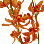 Lily Of The Valley Bunch