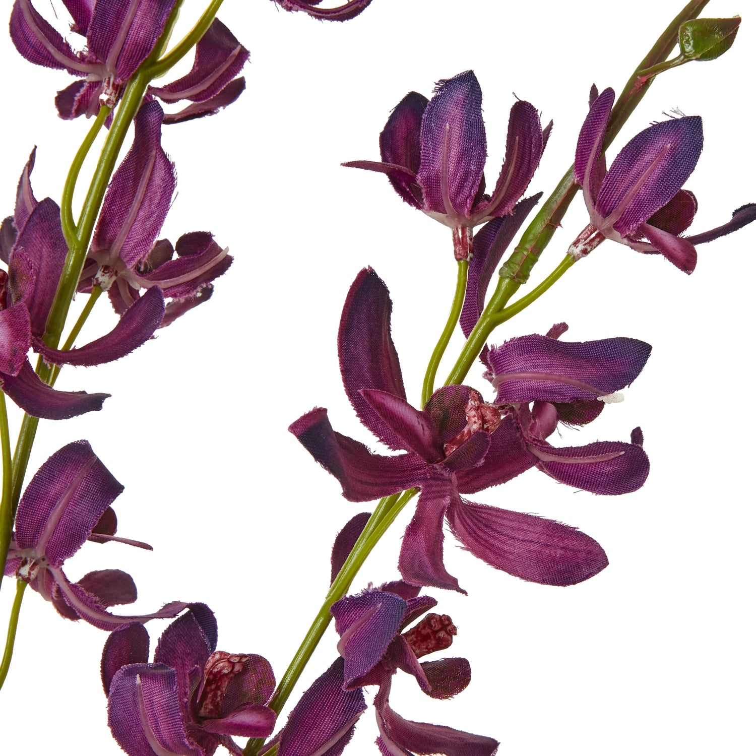 Blue Hyacinth Stem