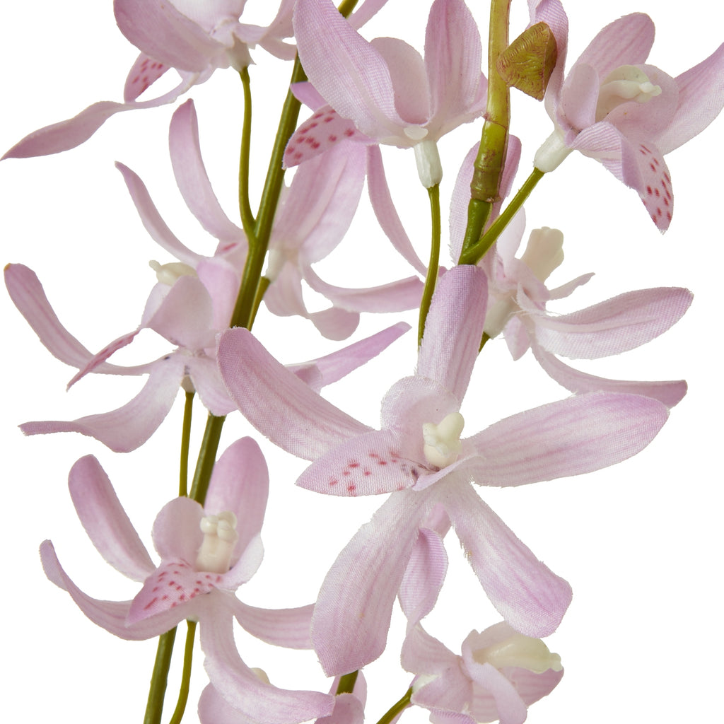 White Hyacinth Stem