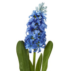 Yellow Hyacinth Stem