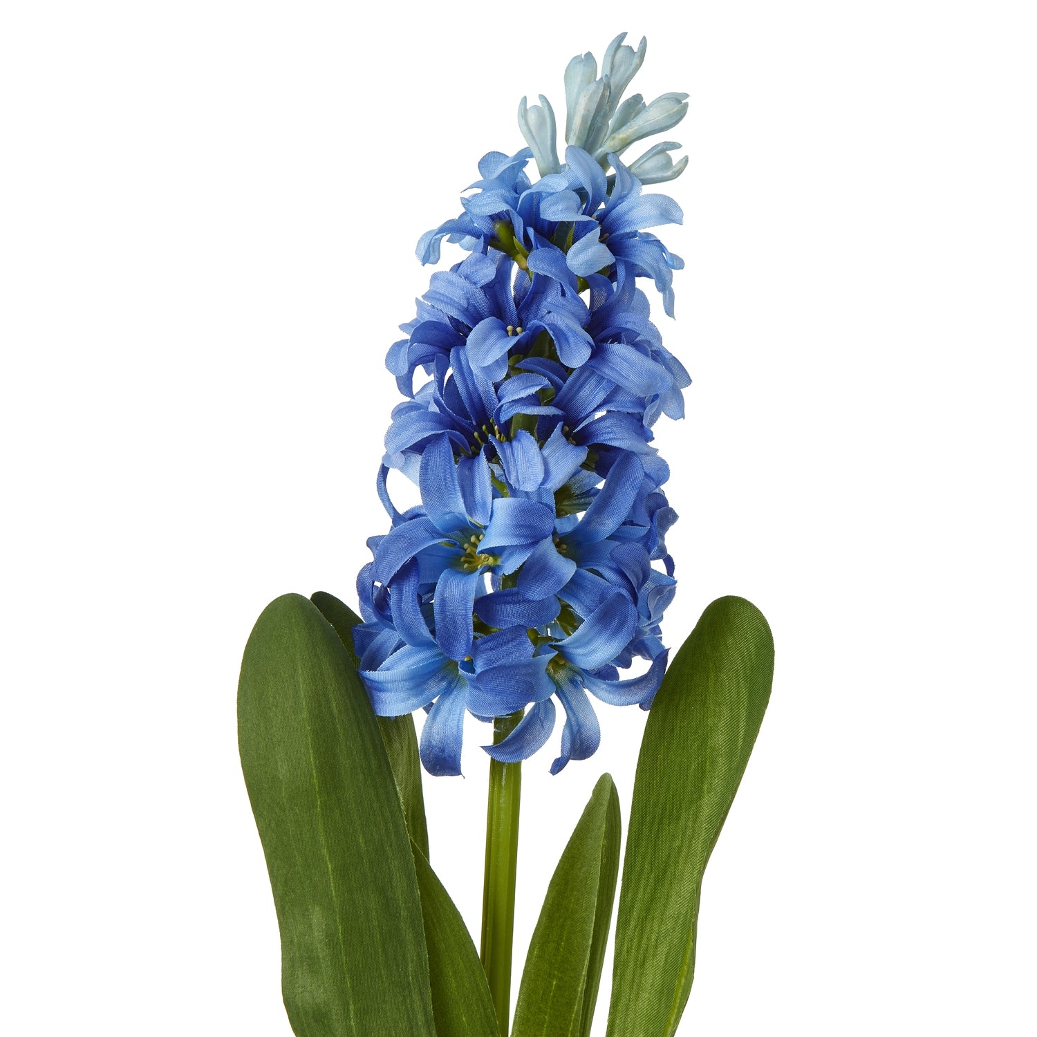 Yellow Hyacinth Stem