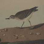 Flora & Fauna Collection Plovers On Linen In Beaded Frame