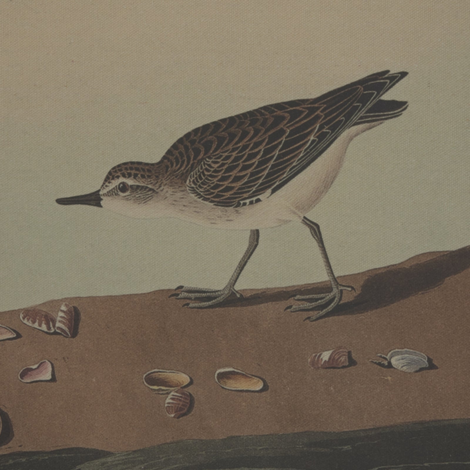Flora & Fauna Collection Plovers On Linen In Beaded Frame