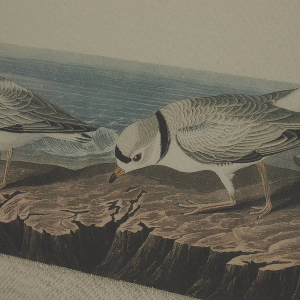 Flora & Fauna Collection Snipes On Linen In Beaded Frame