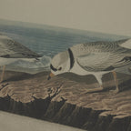 Flora & Fauna Collection Snipes On Linen In Beaded Frame