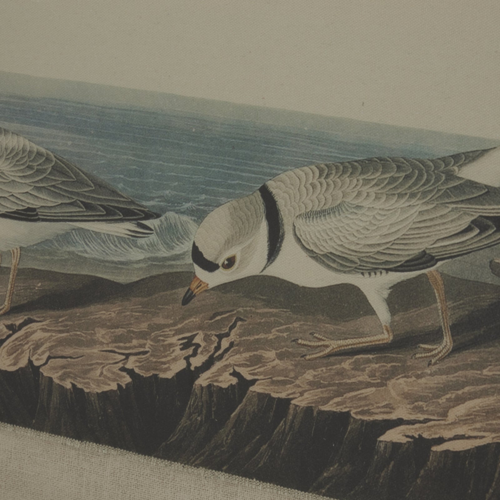 Flora & Fauna Collection Snipes On Linen In Beaded Frame