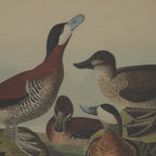 Flora & Fauna Collection Shrikes On Linen In Beaded Frame
