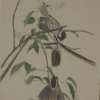 Flora & Fauna Collection Beech Fern On Linen In Beaded Frame