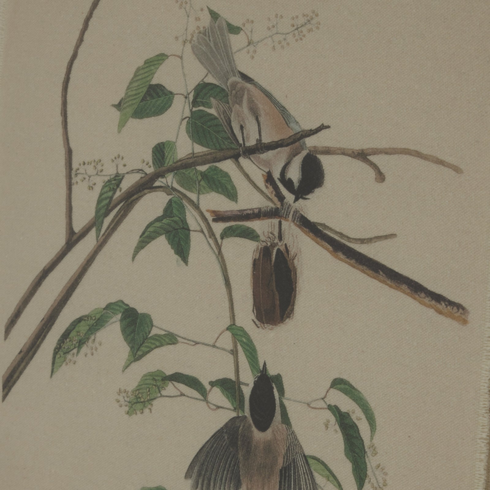 Flora & Fauna Collection Beech Fern On Linen In Beaded Frame