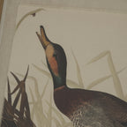 Flora & Fauna Collection Salvia On Linen In Beaded Frame