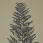 Flora & Fauna Collection Borage On Linen In Beaded Frame